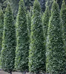 Pyramiden-Hainbuche 'Fastigiata' - Carpinus betulus 'Fastigiata'
