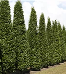 Pyramiden-Hainbuche 'Fastigiata' - Carpinus betulus 'Fastigiata'