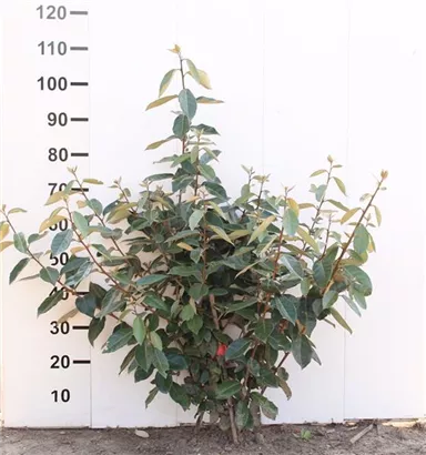 Wintergrüne Ölweide - Elaeagnus ebbingei - Mediterranes