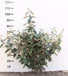 Wintergrüne Ölweide - Elaeagnus ebbingei - Mediterranes