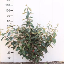 Elaeagnus ebbingei - Mediterranes, mB 80- 100