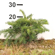 Taxus baccata 'Repandens', mB 30- 40