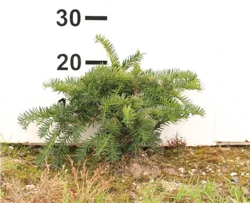 Tafeleibe,Kisseneibe - Taxus baccata 'Repandens'