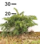 Tafeleibe,Kisseneibe - Taxus baccata 'Repandens'
