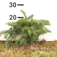 Taxus baccata 'Repandens', mB 30- 40