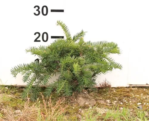 Tafeleibe,Kisseneibe - Taxus baccata 'Repandens'