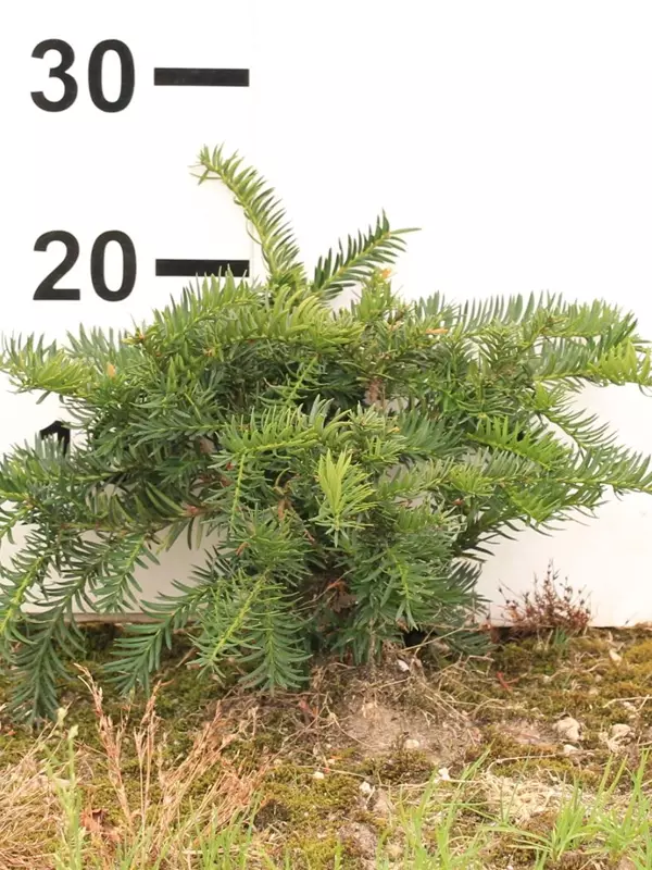 Tafeleibe,Kisseneibe - Taxus baccata 'Repandens'