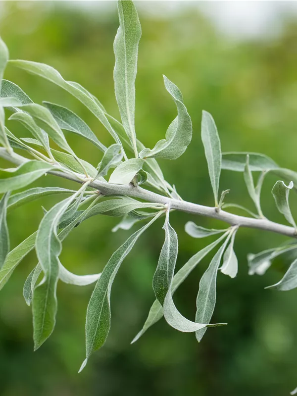 Schmalblättrige Ölweide - Elaeagnus angustifolia