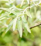 Schmalblättrige Ölweide - Elaeagnus angustifolia