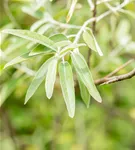 Schmalblättrige Ölweide - Elaeagnus angustifolia