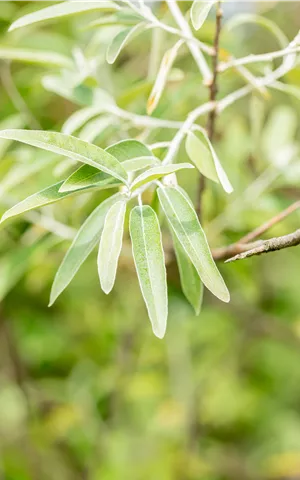 Elaeagnus angustifolia