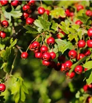 Eingriffeliger Weißdorn - Crataegus monogyna - Baum