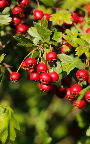 Crataegus monogyna - Wildgehölze