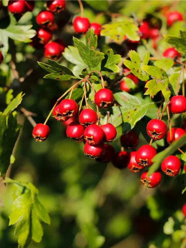 Eingriffeliger Weißdorn - Crataegus monogyna - Baum