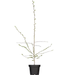 Eingriffeliger Weißdorn - Crataegus monogyna - Baum