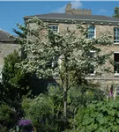 Eingriffeliger Weißdorn - Crataegus monogyna - Baum