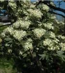Eingriffeliger Weißdorn - Crataegus monogyna - Baum