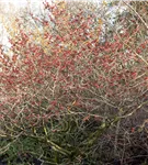 Zaubernuss 'Feuerzauber' - Hamamelis interm.'Feuerzauber'