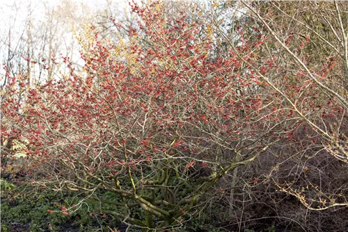 Zaubernuss 'Feuerzauber' - Hamamelis interm.'Feuerzauber'