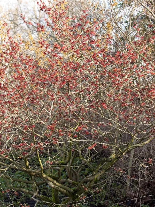 Zaubernuss 'Feuerzauber' - Hamamelis interm.'Feuerzauber'