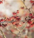 Zaubernuss 'Feuerzauber' - Hamamelis interm.'Feuerzauber'