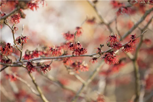 Zaubernuss 'Feuerzauber' - Hamamelis interm.'Feuerzauber'