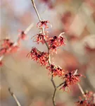 Zaubernuss 'Feuerzauber' - Hamamelis interm.'Feuerzauber'