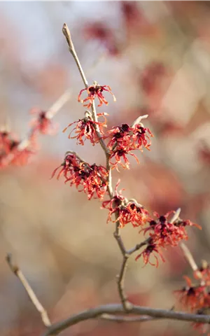 Hamamelis interm.'Feuerzauber'