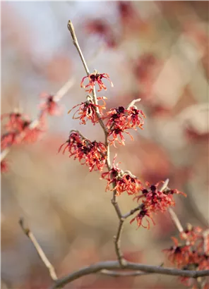 Zaubernuss 'Feuerzauber' - Hamamelis interm.'Feuerzauber'