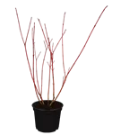 Hartriegel 'Sibirica Variegata' - Cornus alba 'Sibirica Variegata'