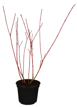 Hartriegel 'Sibirica Variegata' - Cornus alba 'Sibirica Variegata'