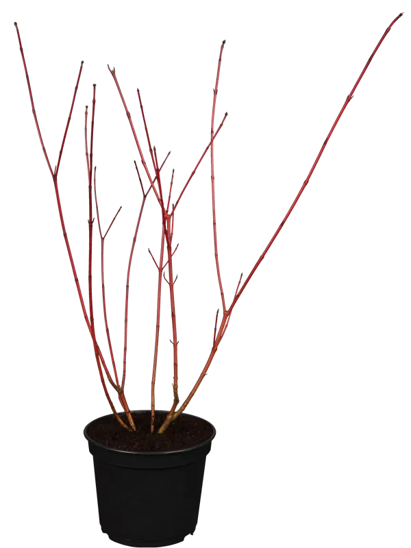 Hartriegel 'Sibirica Variegata' - Cornus alba 'Sibirica Variegata'