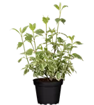 Hartriegel 'Sibirica Variegata' - Cornus alba 'Sibirica Variegata'