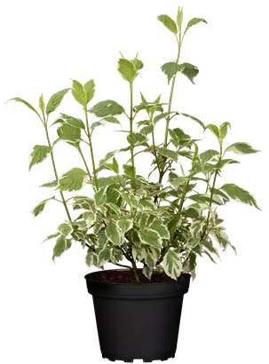 Hartriegel 'Sibirica Variegata' - Cornus alba 'Sibirica Variegata'