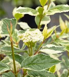 Hartriegel 'Sibirica Variegata' - Cornus alba 'Sibirica Variegata'