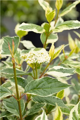 Hartriegel 'Sibirica Variegata' - Cornus alba 'Sibirica Variegata'