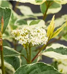Hartriegel 'Sibirica Variegata' - Cornus alba 'Sibirica Variegata'