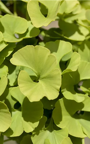 Ginkgo biloba 'Mariken'