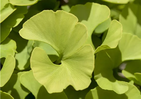 Ginkgo biloba 'Mariken' - Fächerblattbaum 'Mariken'