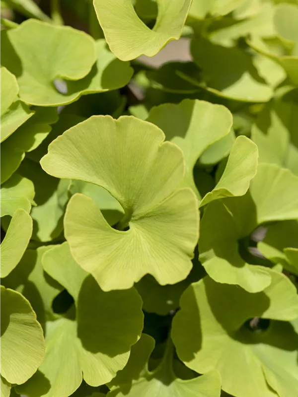 Fächerblattbaum 'Mariken' - Ginkgo biloba 'Mariken'