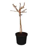 Fächerblattbaum 'Mariken' - Ginkgo biloba 'Mariken'