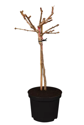 Fächerblattbaum 'Mariken' - Ginkgo biloba 'Mariken'