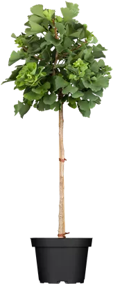 Fächerblattbaum 'Mariken' - Ginkgo biloba 'Mariken'