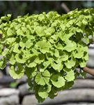 Fächerblattbaum 'Mariken' - Ginkgo biloba 'Mariken'
