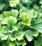 Fächerblattbaum 'Mariken' - Ginkgo biloba 'Mariken'