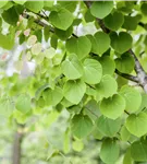 Judasblattbaum - Cercidiphyllum japonicum - Formgehölze