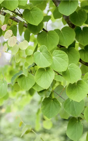 Cercidiphyllum japonicum - Formgehölze