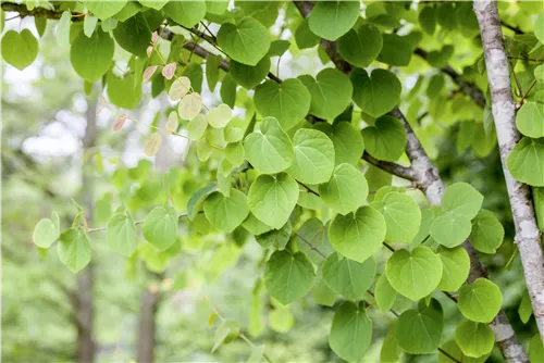 Judasblattbaum - Cercidiphyllum japonicum - Formgehölze