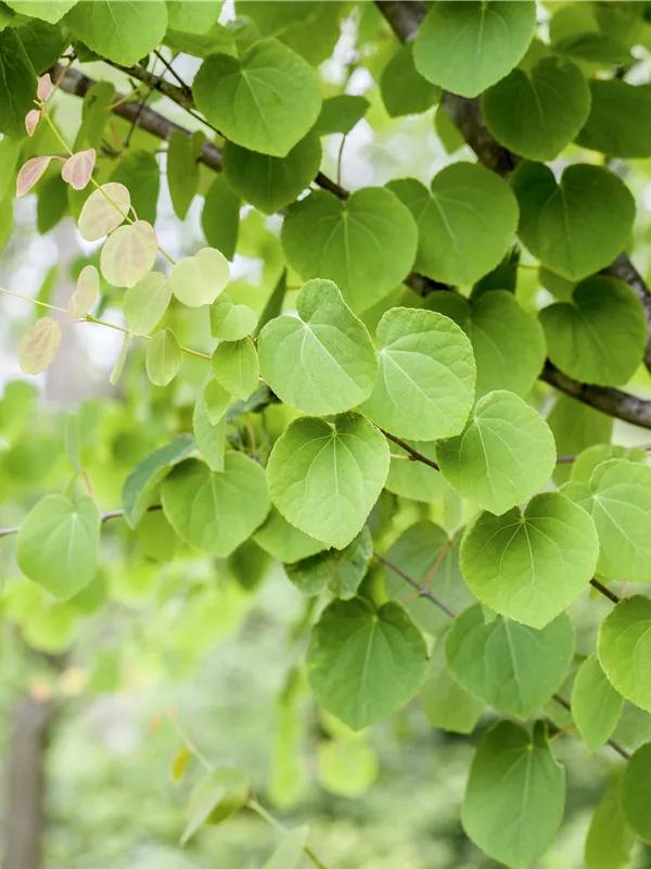 Judasblattbaum - Cercidiphyllum japonicum - Formgehölze