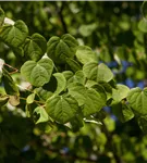 Judasblattbaum - Cercidiphyllum japonicum - Formgehölze